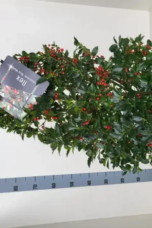 Zojuist toegevoegd - Ilex meserveae ‘Blue Maid‘ (hulst)