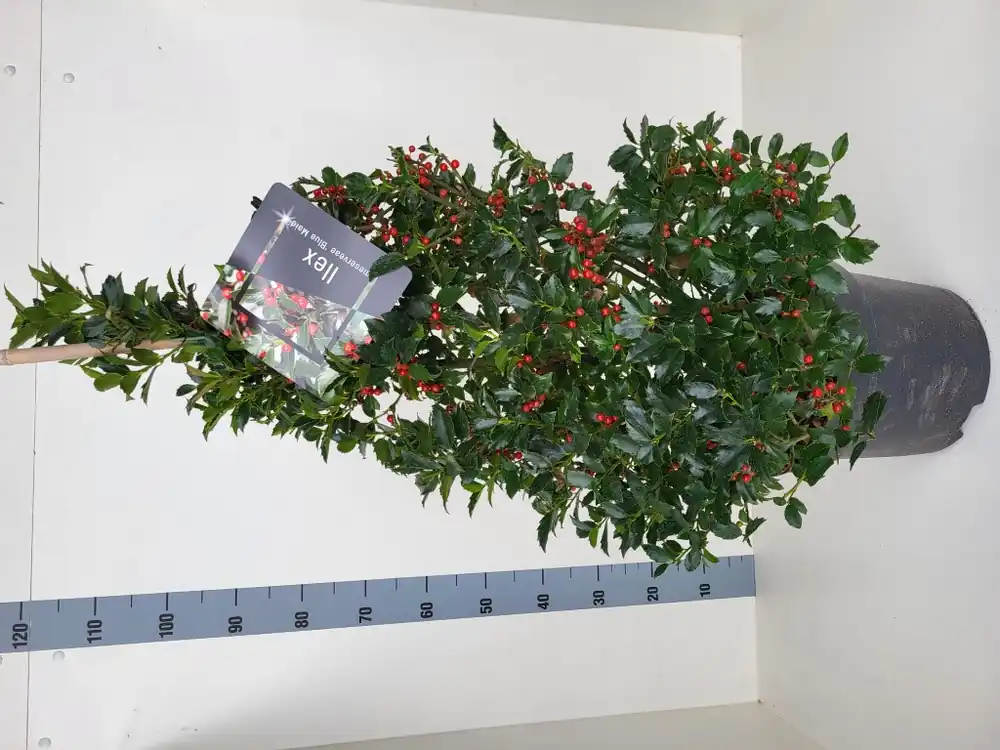 Zojuist toegevoegd - Ilex meserveae ‘Blue Maid‘ (hulst)