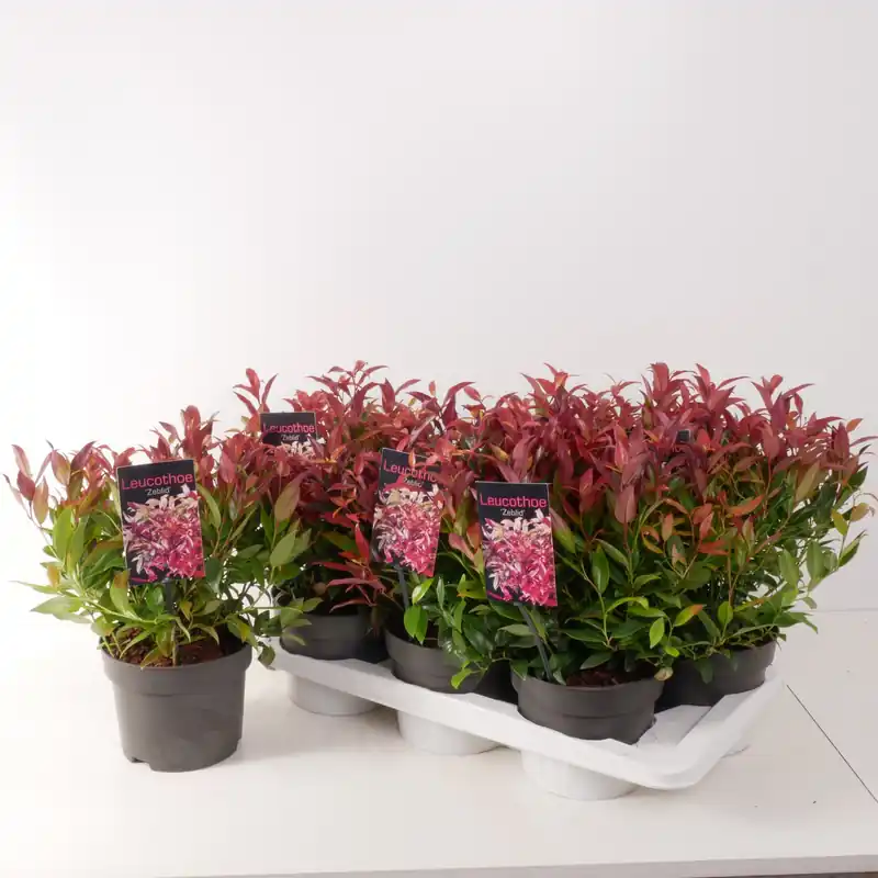 Net gelanceerd - Leucothoe axillaris Zeblid ( Druifheide )