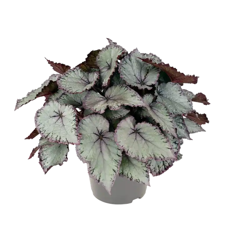 Begonia Hawaiian Silver - Nu kopen