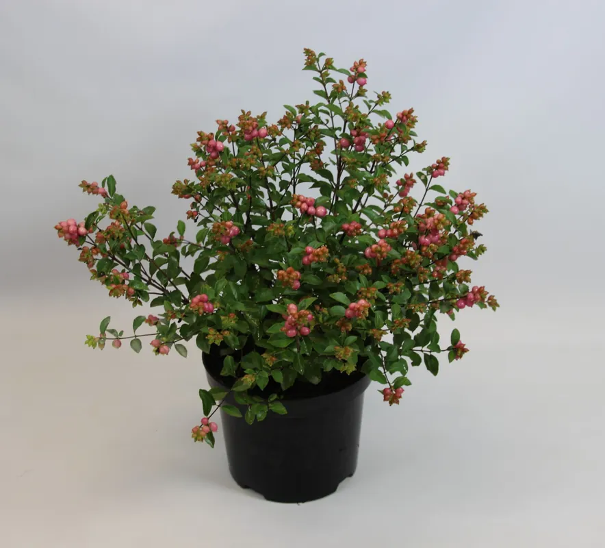 Klantfavoriet - Symphoricarpos Magical Galaxy