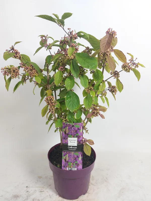 Callicarpa profusion (Schoonvrucht) | Nieuw in de shop