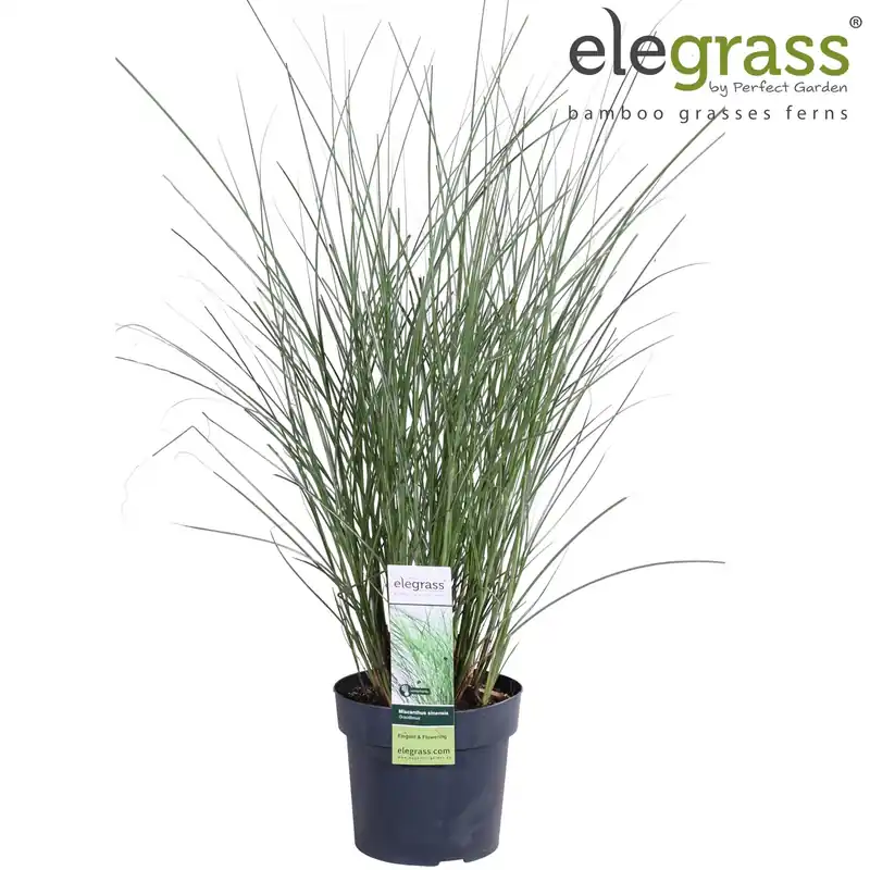 Miscanthus sinensis Gracillimus ( Prachtriet ) | Zeer goed beoordeeld