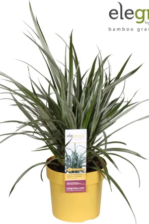 Astelia Silver Shadow - Direct bestellen