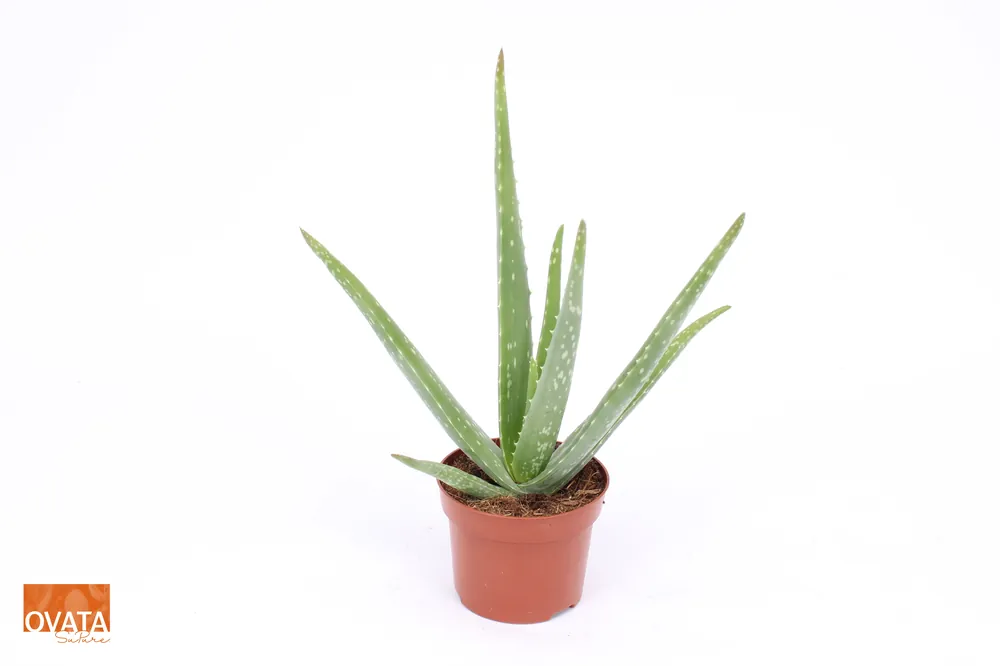 Trending | Aloe Vera