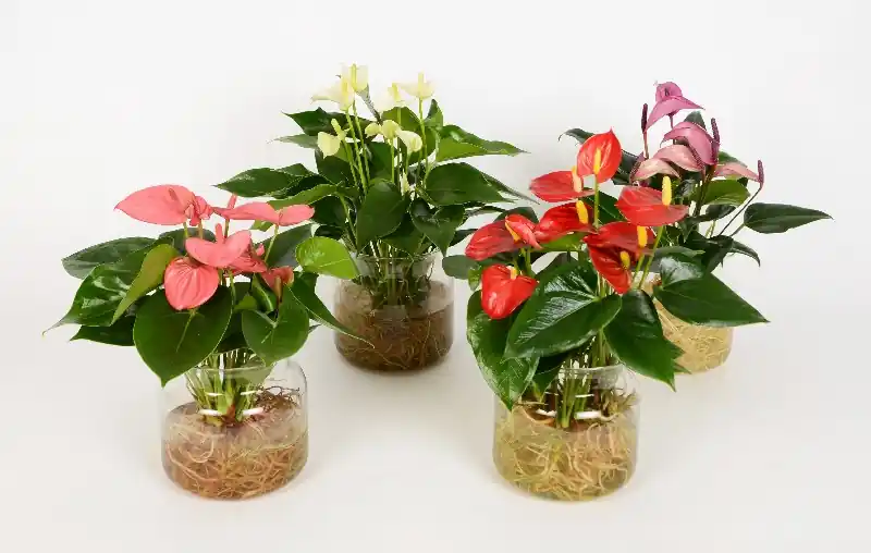Anthurium aqua roots in sierglas | Nieuwe release