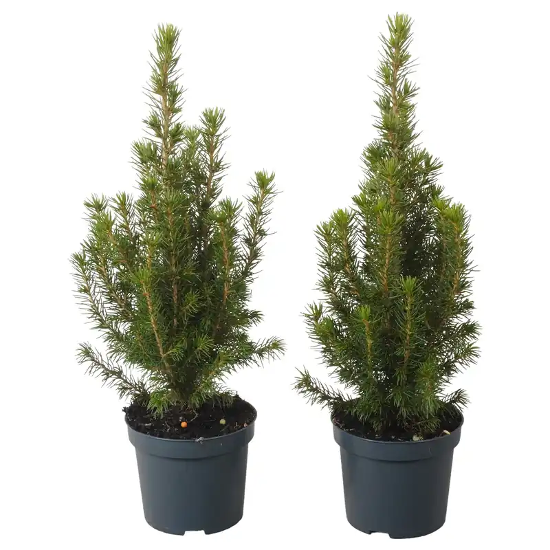 Picea glauca Conica - Topkwaliteit