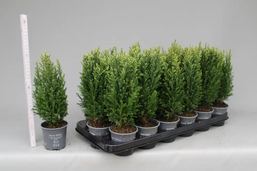 Chamaecyparis lawsoniana Snow White - Professionele kwaliteit