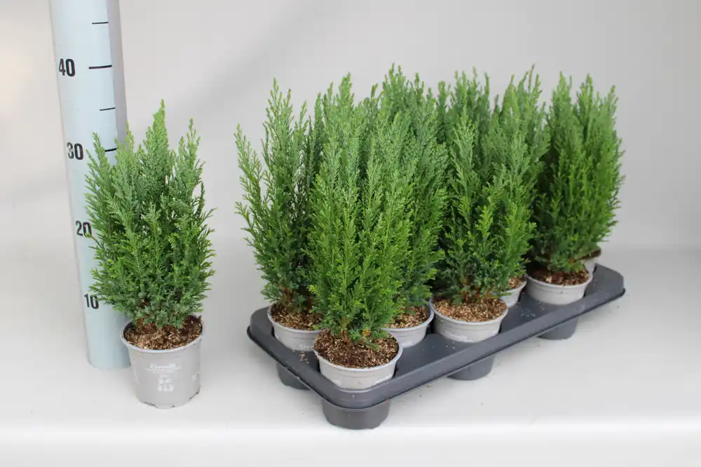 Vanaf nu beschikbaar | Chamaecyparis lawsoniana Ellwoodii