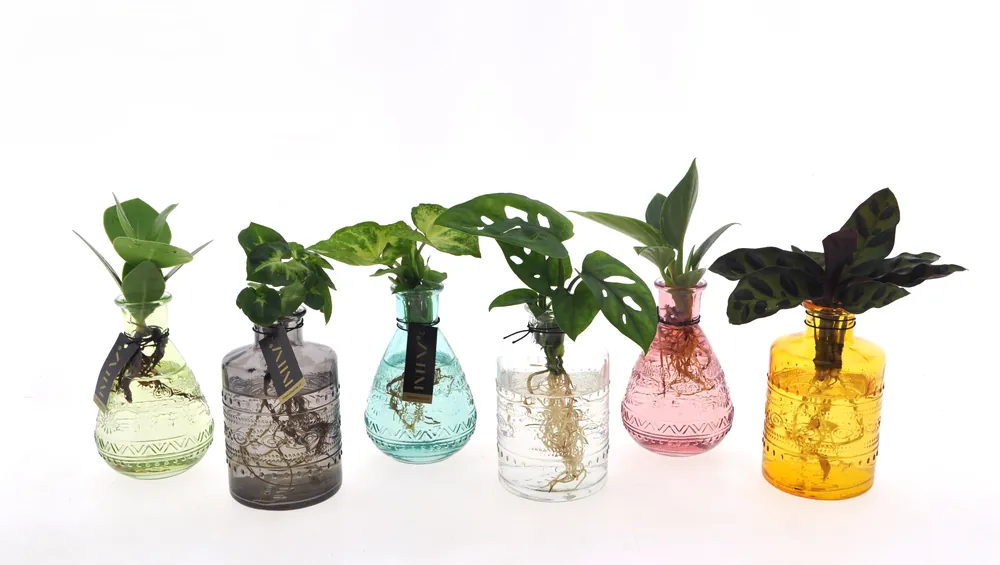 Online kopen | Groenmix in Glas
