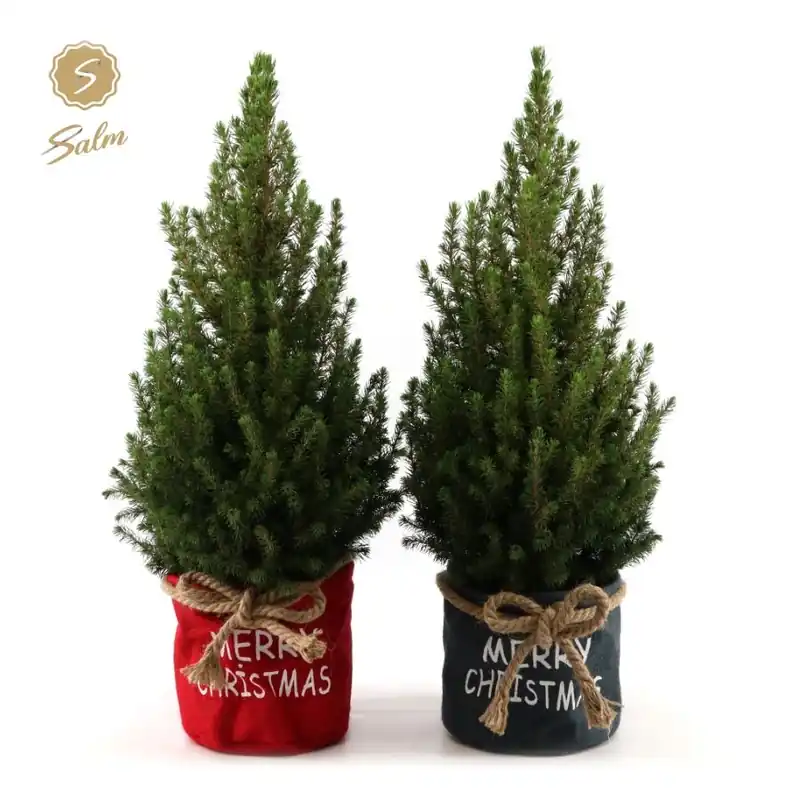 Nieuw binnengekomen - Picea glauca x-mas duo