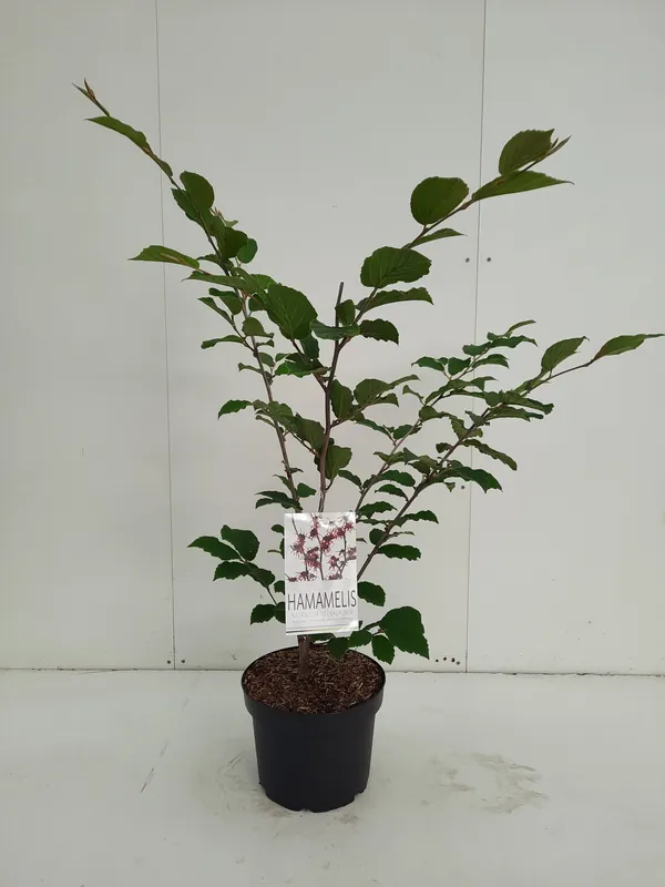 Hamamelis intermedia Feuerzauber ( Toverhazelaar ) | Nu beschikbaar