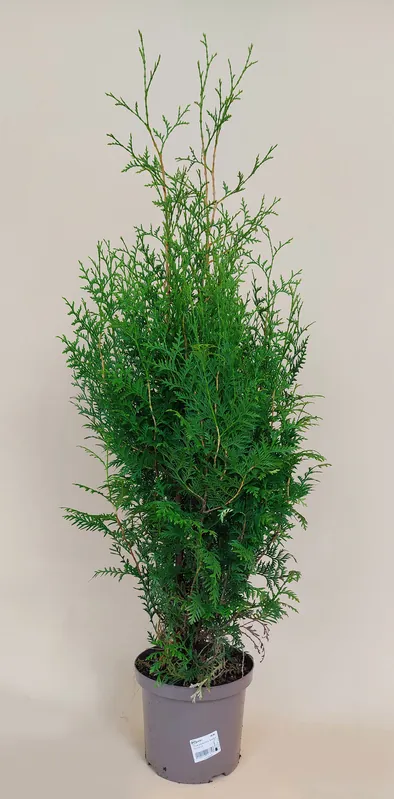 Thuja occidentalis Brabant ( Westerse Levensboom Brabant ) - Populair