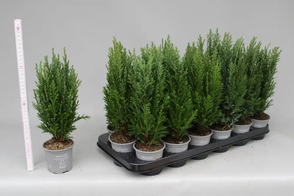 Makkelijk bestellen | Chamaecyparis lawsoniana Ellwoodii