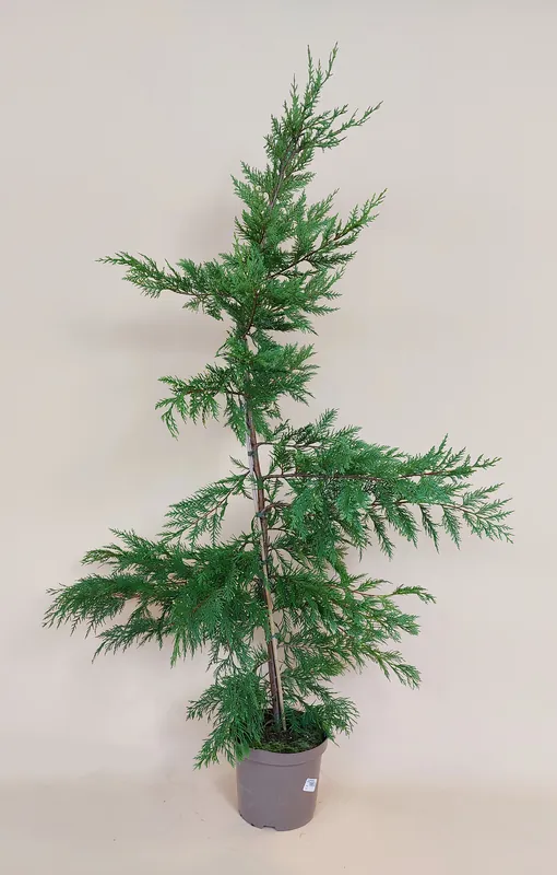 Laatste dagen | Cupressocyparis leylandii