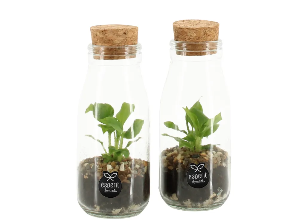 Terrarium arrangement - Bestseller
