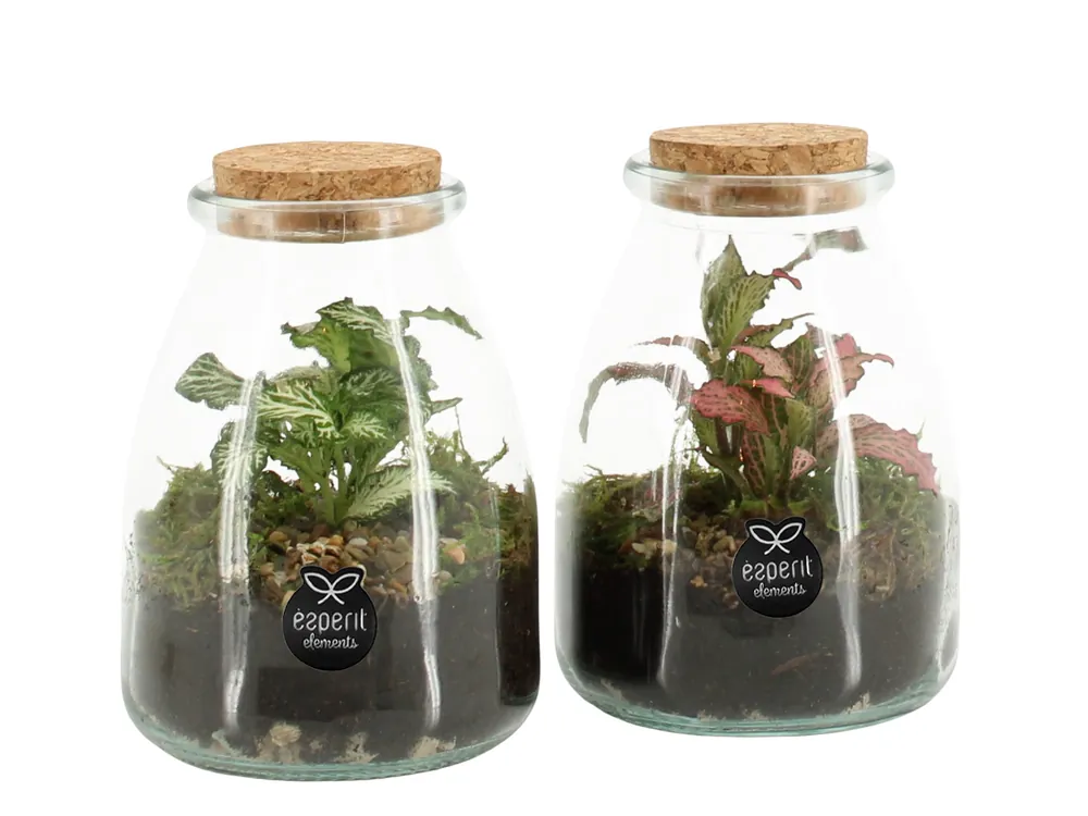 Terrarium arrangement - Favoriet van klanten