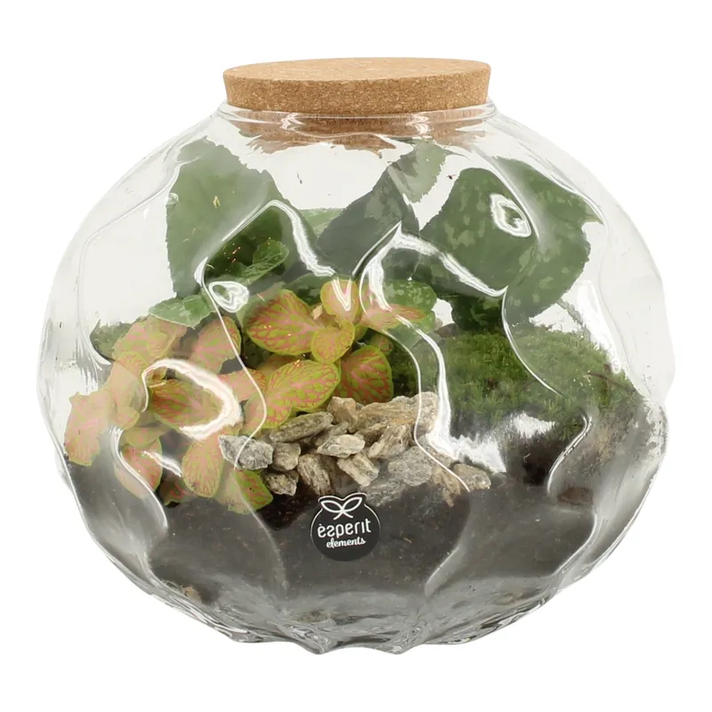 Terrarium 2 pp bol - Actie
