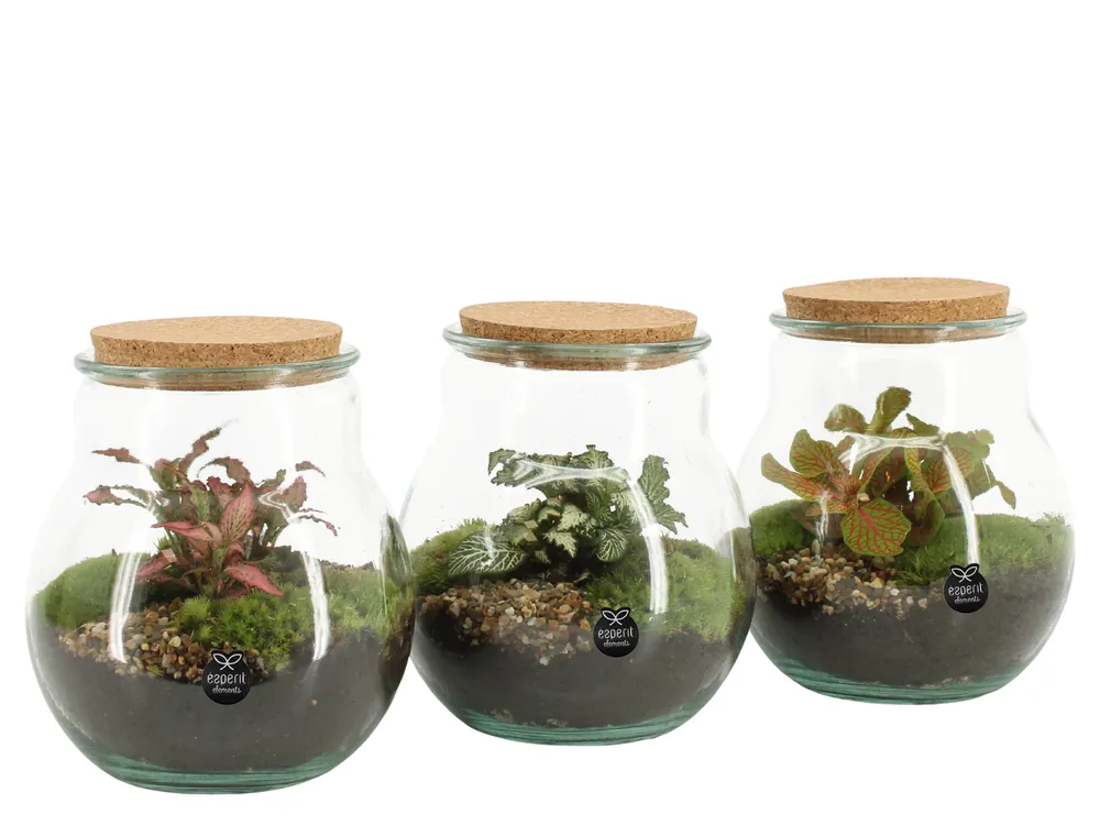 Terrarium arrangement | Online bestelbaar