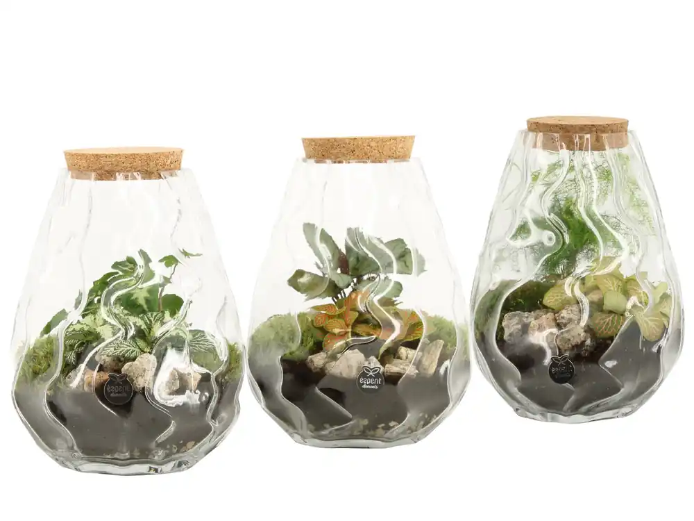 Spoedlevering | Terrarium arrangement