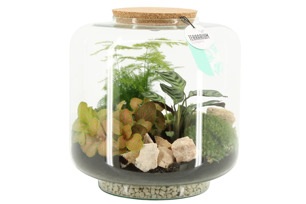 Terrarium met kurk - Nieuw product