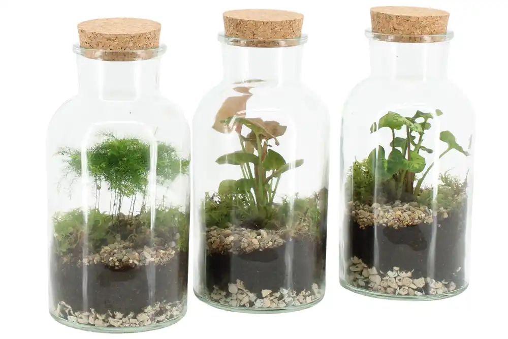 Terrarium | Voorraad bijna op