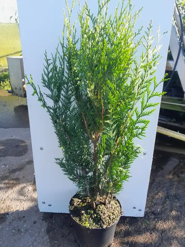 Thuja plicata Atrovirens ( Reuzenlevensboom ) - Nieuwe release