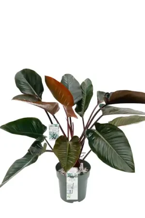 Aanbieding | Philodendron red beauty