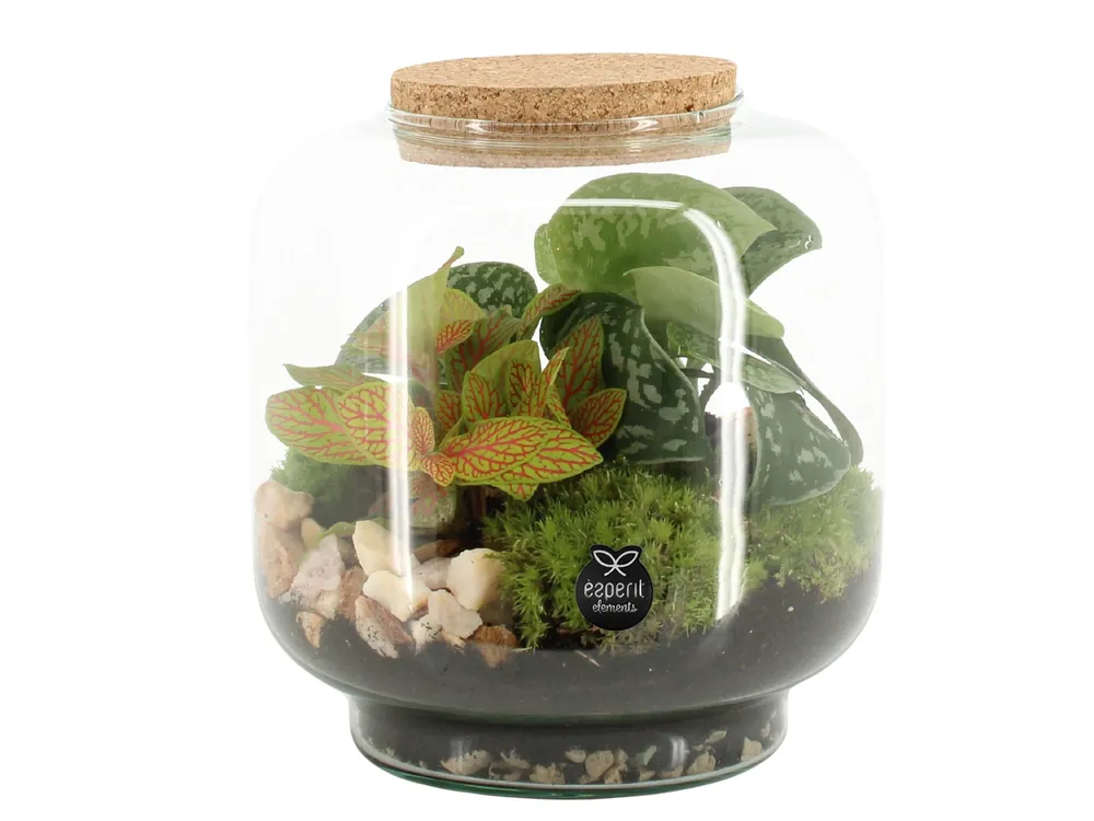 Terrarium arrangement - Scherp geprijsd