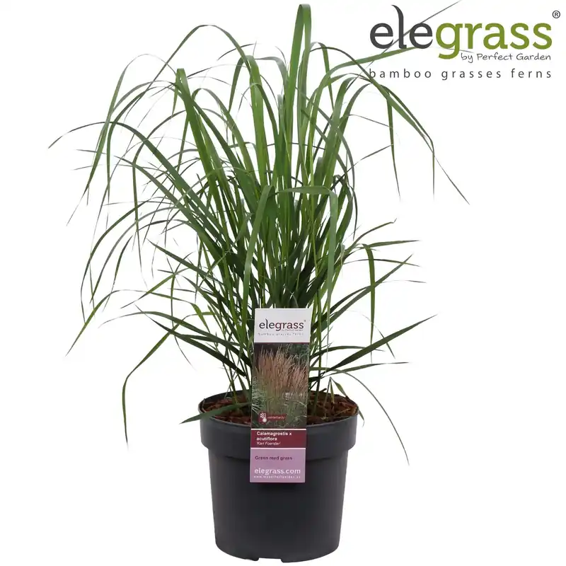 Calamagrostis acutiflora Karl Foerster ( pluimstruisriet ) | Bestel vandaag