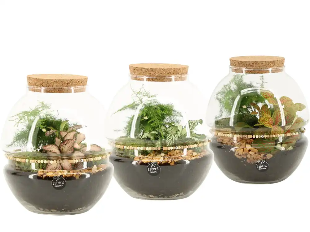 Terrarium arrangement | Veel gekozen