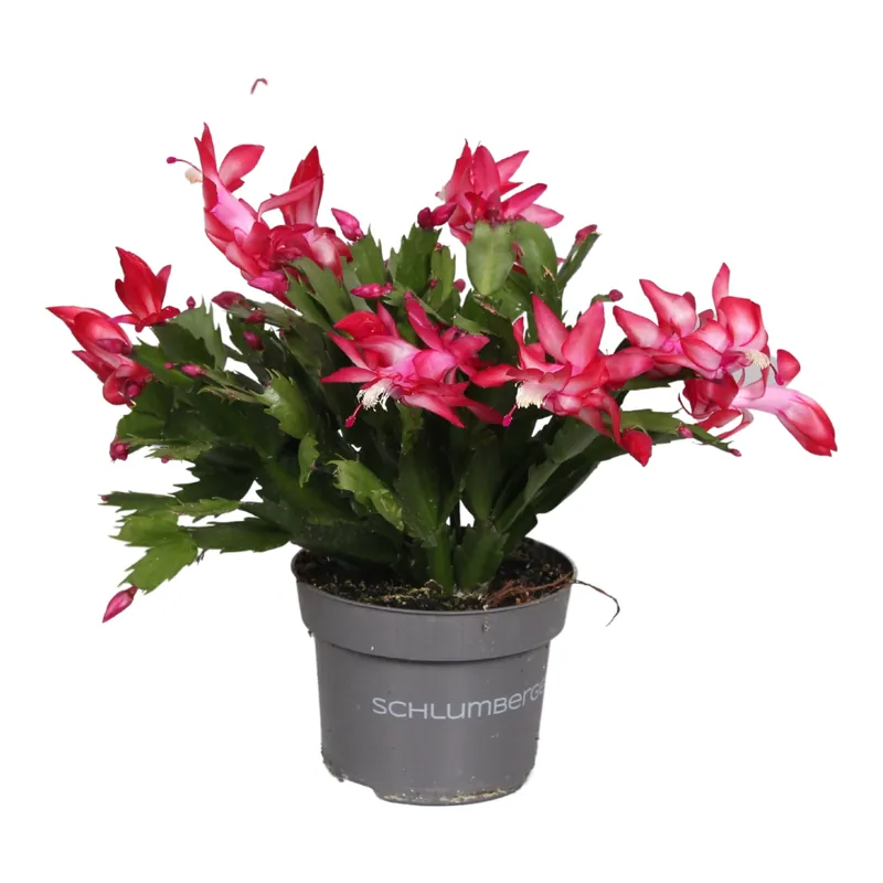 Schlumbergera rood ( Lidcactus ) - Aanbieding
