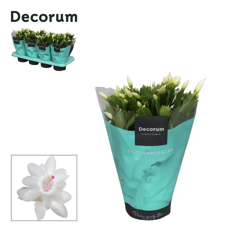 Schlumbergera wit ( Lidcactus ) - Voordeelprijs