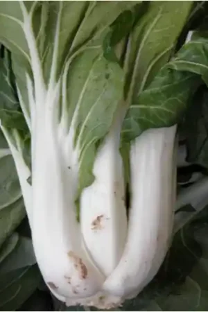 Zaden pak choi taisai | Nieuw