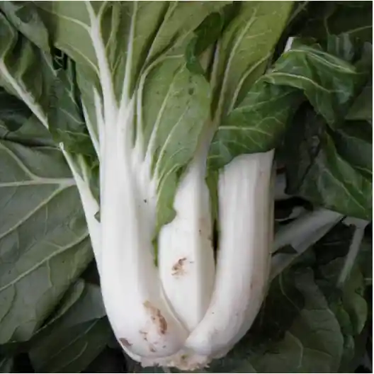 Zaden pak choi taisai | Nieuw