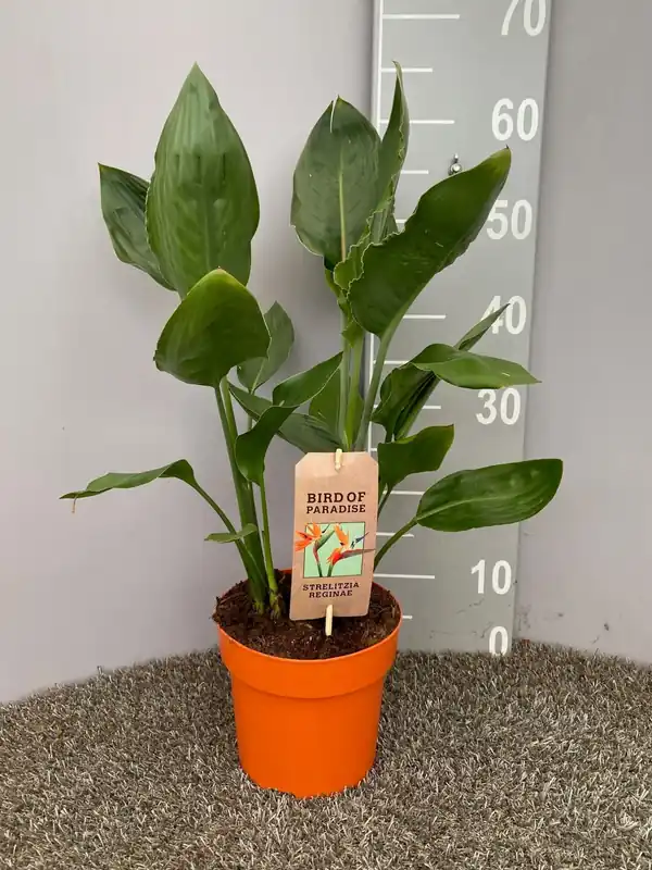 Strelitzia nicolai | Prijs verlaagd
