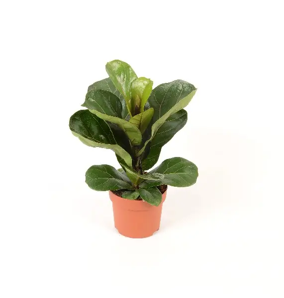 Ficus Lyrata bambino ( Vioolbladplant of Tabaksplant ) | Nieuw binnen