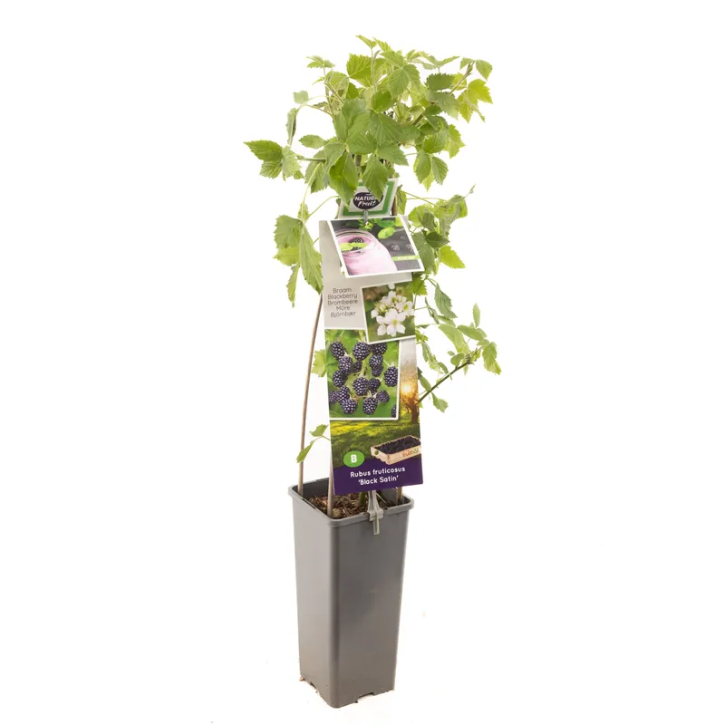 Bramenstruik rubus fruticosus black satin - Scherp geprijsd