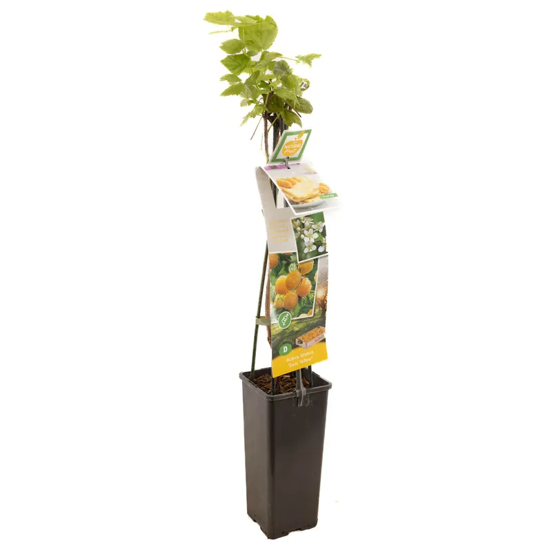 Topdeal - Frambozenplant rubus idaeus solu