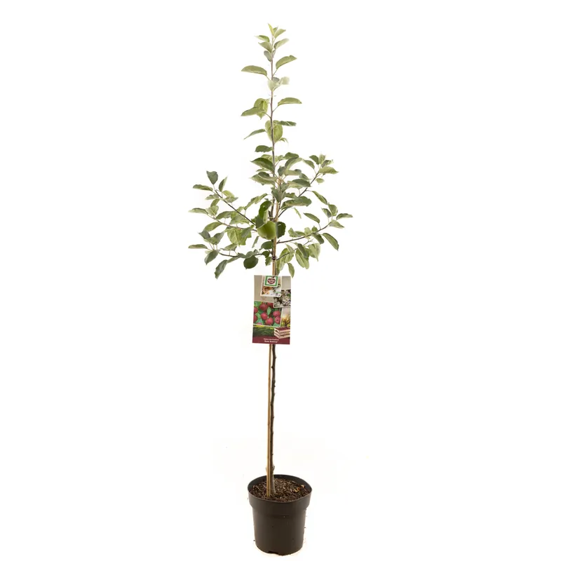 Appelboom malus domestica rood boskoop halfstam | Nog maar enkele beschikbaar