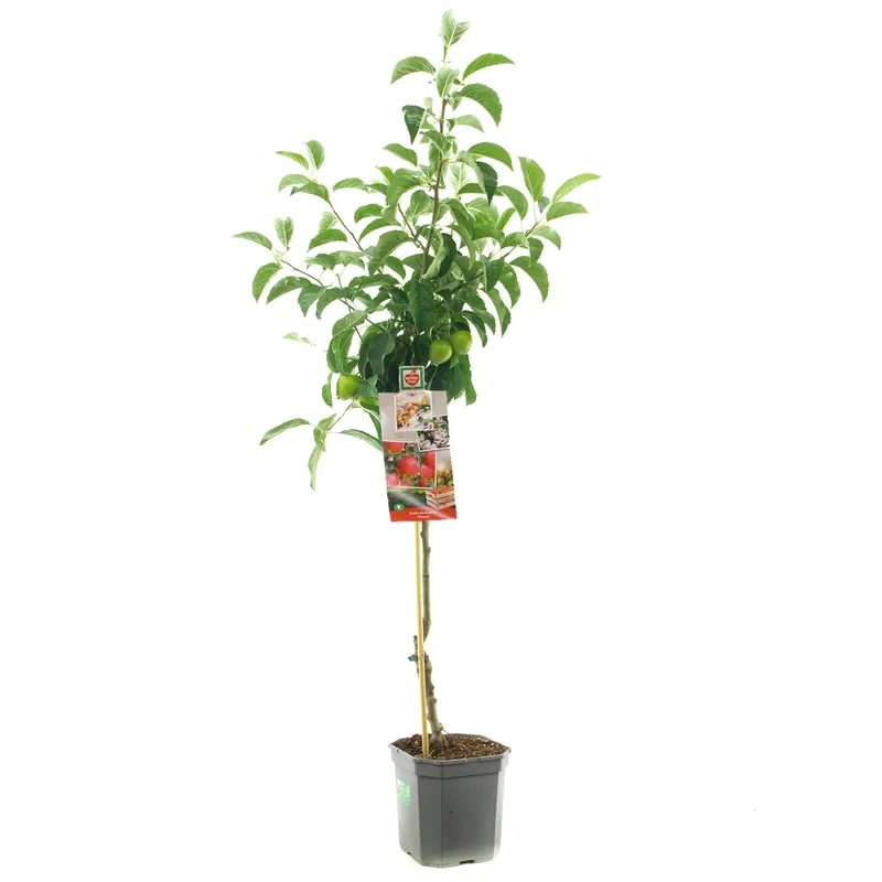 Appelboom malus domestica pinova laagstam | Snelle levering