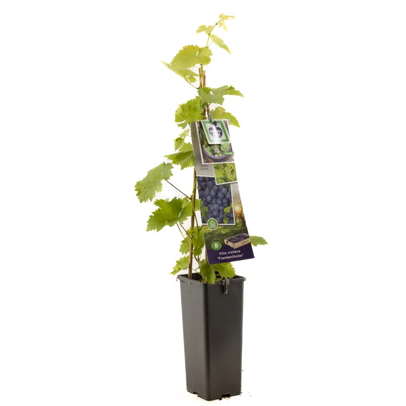 Koopje | Druivenplant vitis vinifera franken