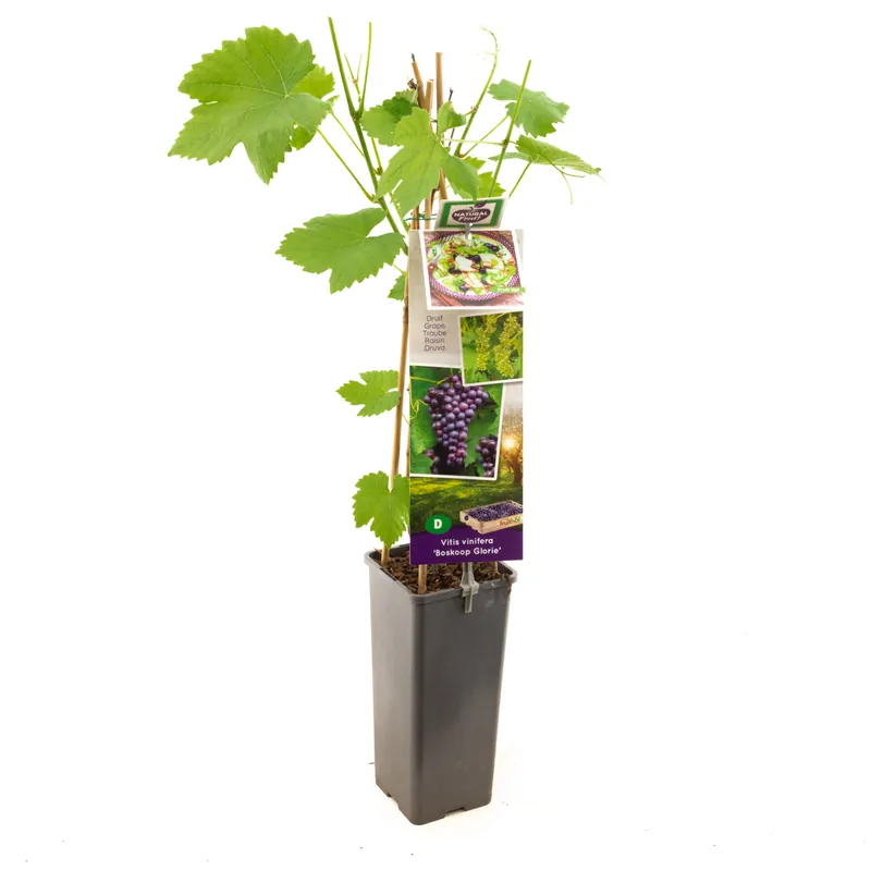 Druivenplant vitis vinifera boskoop | Zolang de voorraad strekt