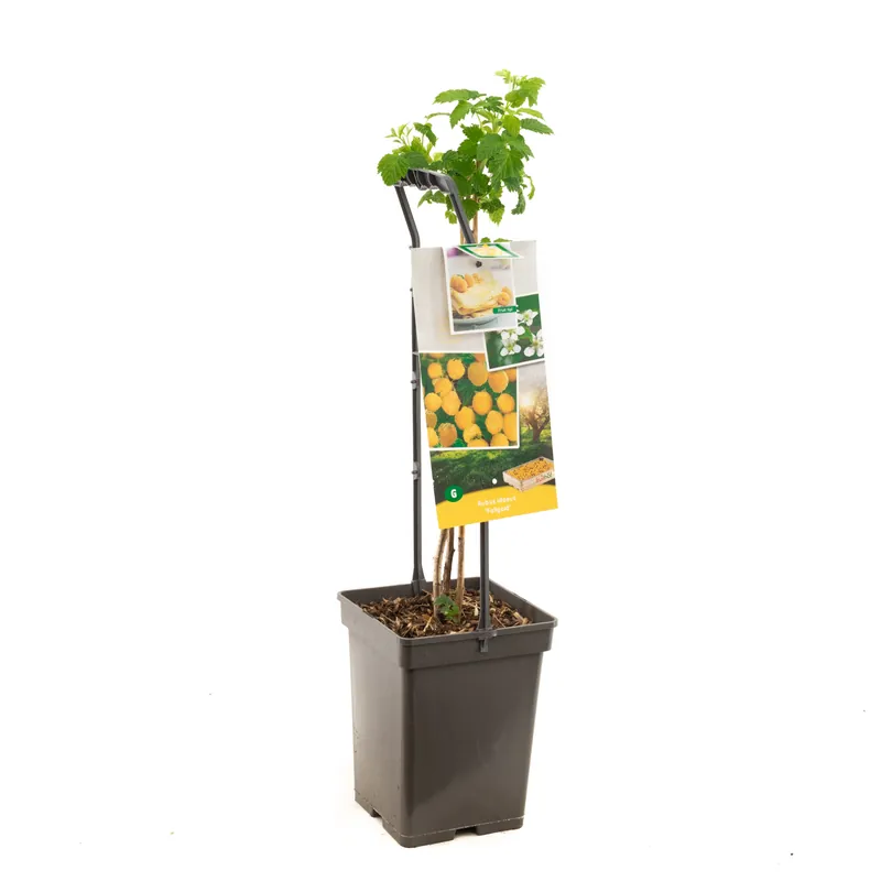 Voordelig | Frambozenplant rubus ideus fallgold