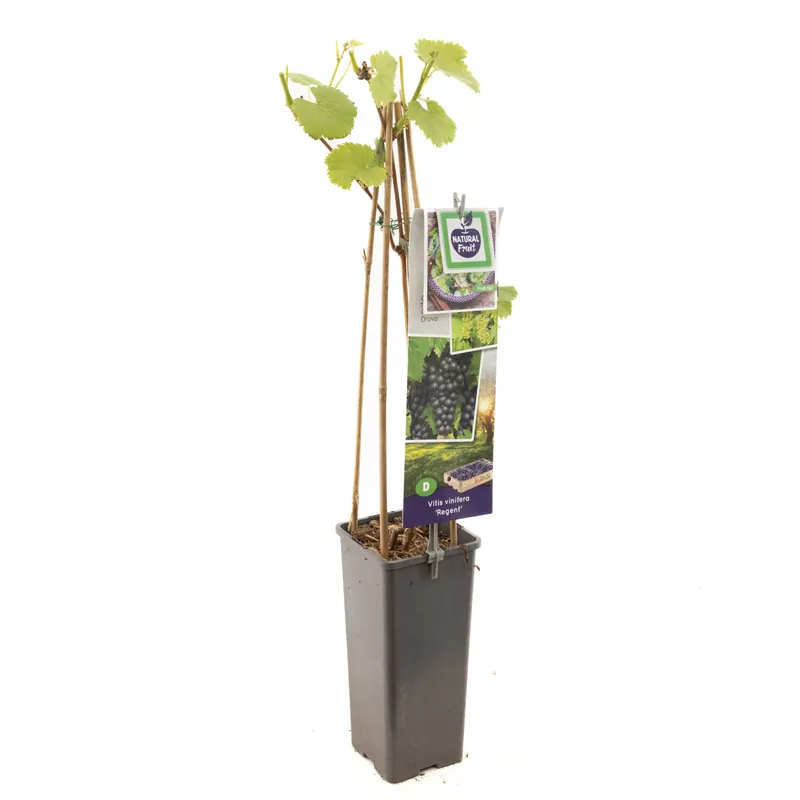 Deal | Druivenplant vitis vinifera regent