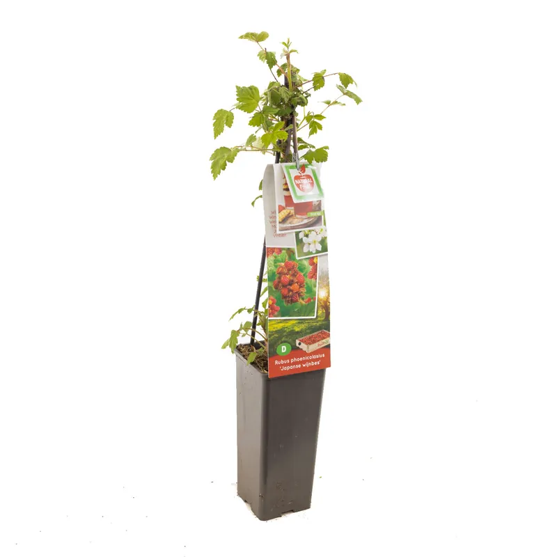 Vanaf nu beschikbaar - Japanse wijnbes rubus phoenicolasius