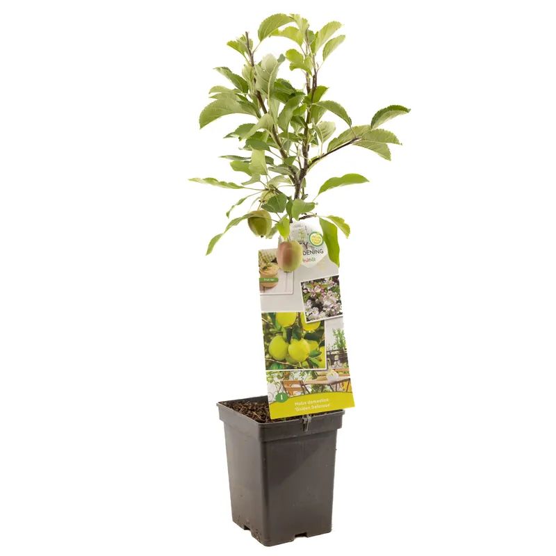 Appel patioboompje malus domestica golden deli - Online bestellen