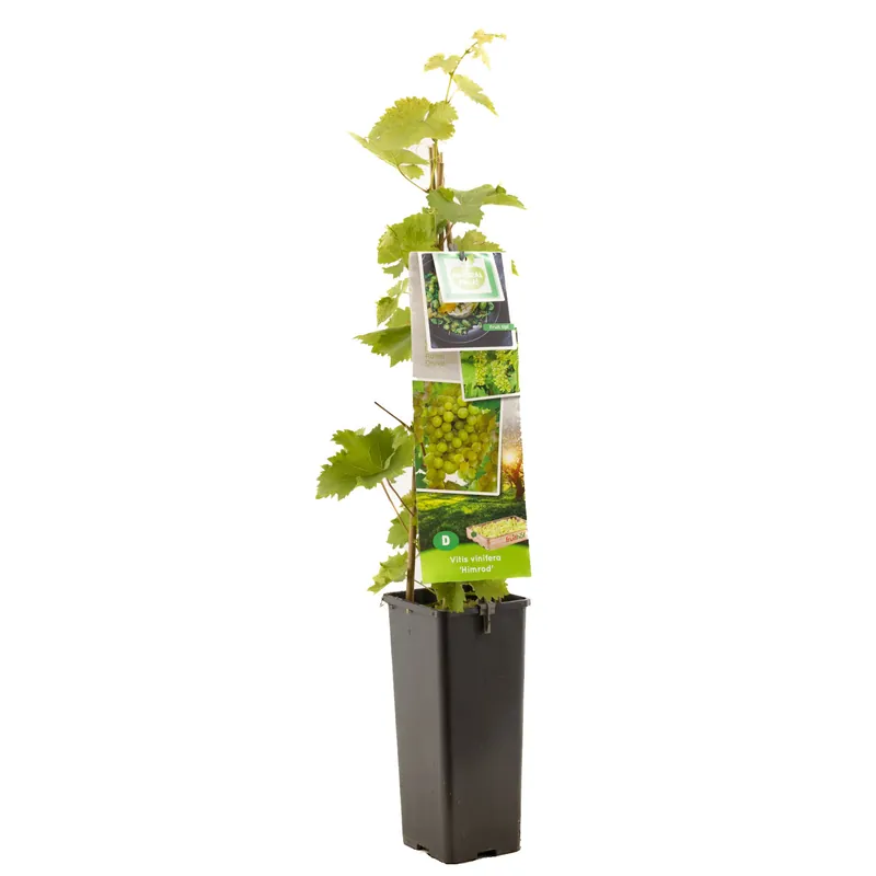 Professionele kwaliteit | Druivenplant vitis vinifera himrod