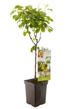 Aanbieding loopt bijna af | Peer patioboompje pyrus communis conference