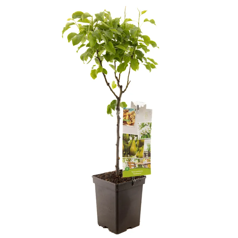 Aanbieding loopt bijna af | Peer patioboompje pyrus communis conference